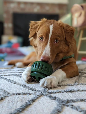 Refillable Natural Rubber Slow Feeder Dog Ball Easy Clean Silicone Dog Food Ball Toy